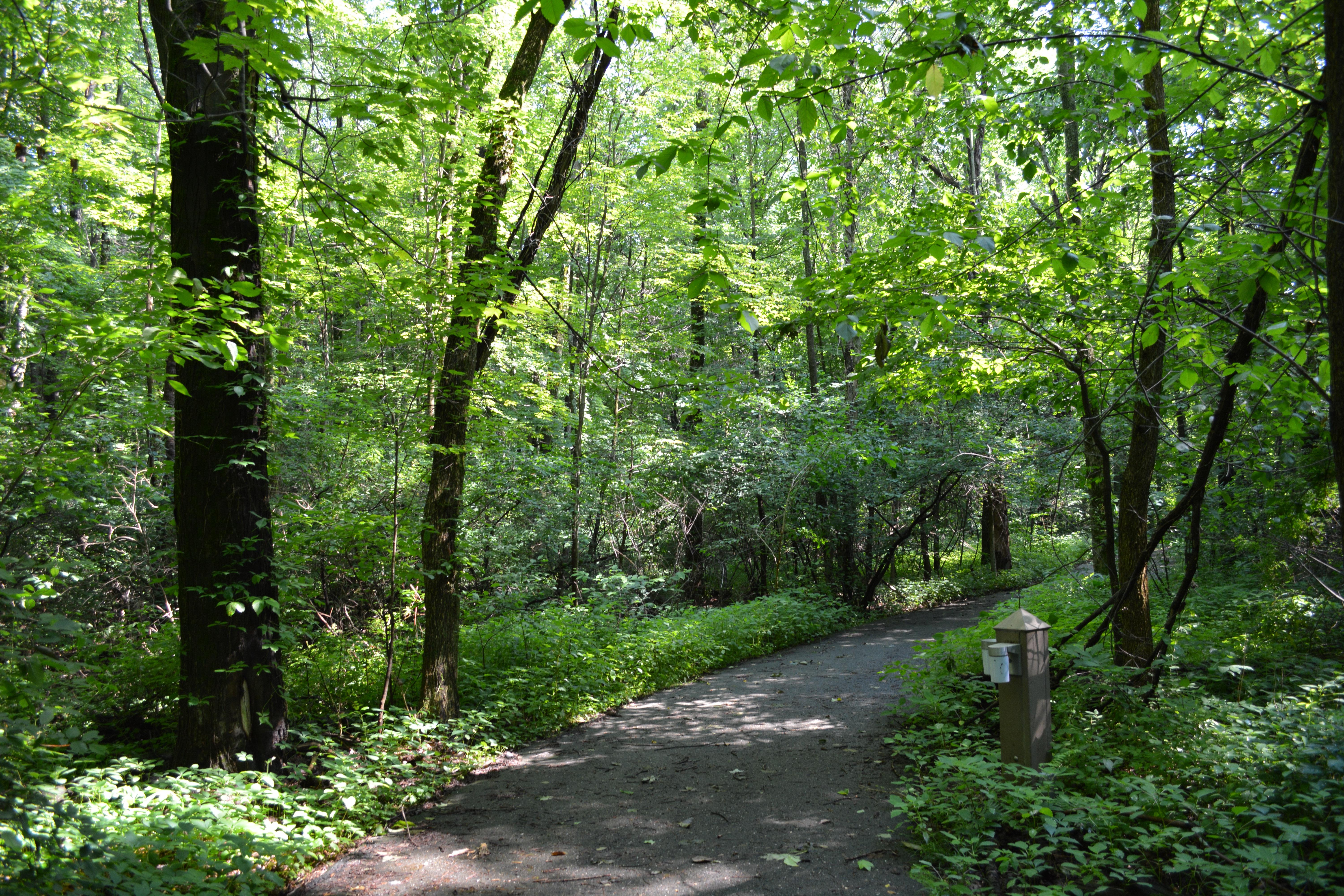 A gravel path through a forest
